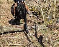 awesome-rocky-mountain-horse