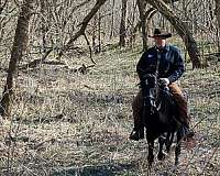 breeder-rocky-mountain-horse