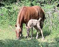 quarter-pony-mare