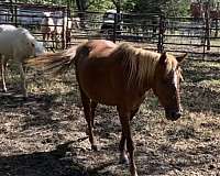 attentive-quarter-pony