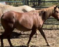 flaxen-quarter-pony