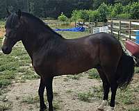 paso-fino-horse-for-sale