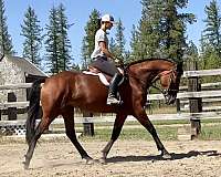 beautiful-mare-cleveland-bay-horse