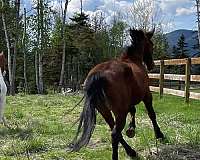 english-cleveland-bay-horse