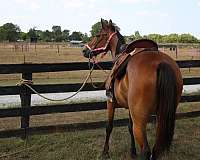 broodmare-prospect-standardbred-horse