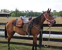 competitor-standardbred-horse