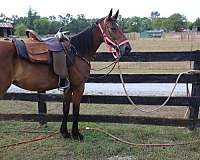 don-standardbred-horse