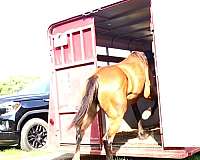 eager-standardbred-horse