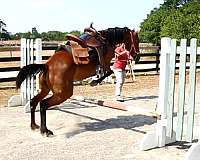 easy-going-started-but-green-jumper-hunter-fox-hunting-eventing-great-personality-wants-to-please-st