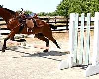 easy-going-started-but-green-jumper-hunter-fox-hunting-eventing-great-personality-wants-to-please-st