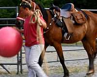 easy-going-started-but-green-jumper-hunter-fox-hunting-eventing-great-personality-wants-to-please-st