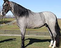 blue-roan-star-socks-horse