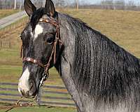 tennessee-walking-horse