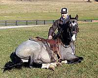 family-horse-tennessee-walking