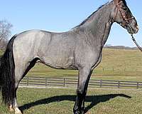 gaited-tennessee-walking-horse