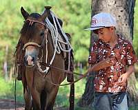 family-pony-quarter