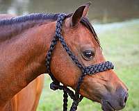 safe-shetland-pony