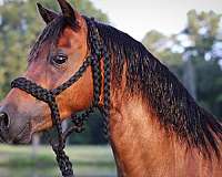 western-dressage-shetland-pony