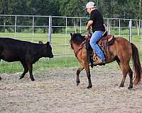 ranch-shetland-pony