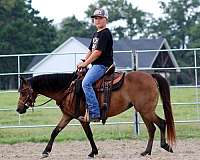 all-around-shetland-pony