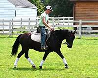 friesian-sport-pony-gelding