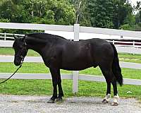 friesian-sport-pony