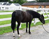 ranch-friesian-pony