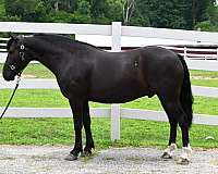 trail-friesian-pony