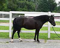 trick-friesian-pony