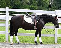 all-around-friesian-pony