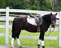 athletic-friesian-pony