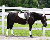 beginner-friesian-pony