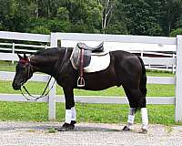 experienced-friesian-pony