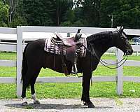 flashy-friesian-pony