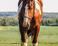 chestnut-tobiano-horse