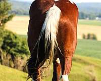 quarter-horse