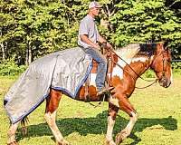 ranch-work-quarter-horse