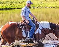 trail-quarter-horse