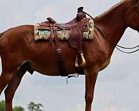 ranch-work-quarter-horse