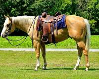 palomino-blaze-horse