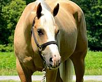 quarter-horse