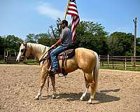 family-horse-quarter