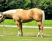 ranch-work-quarter-horse