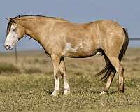 quarter-horse