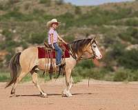 beginner-safe-quarter-horse