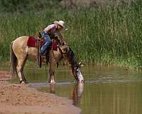 family-horse-quarter