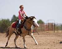 ranch-quarter-horse