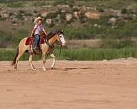 ranch-versatility-quarter-horse