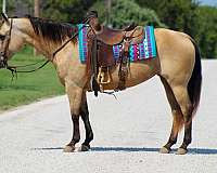 buckskin-none-horse