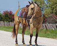 ranch-work-quarter-horse